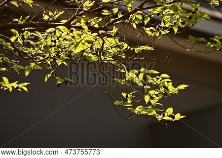 Tall Stewartia ( Stewartia Monadelpha ) Tree. Theaceae Deciduous Tree Native To Japan. Fresh Green A