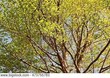 Tall Stewartia ( Stewartia Monadelpha ) Tree. Theaceae Deciduous Tree Native To Japan. Fresh Green A