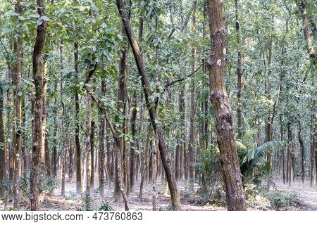 Shorea Robusta, The Sal/shaal Tree Forest In Hatibandha Forest, Bangladesh. Tropical Trees.
