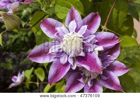 Clematis, flor na luz do sol