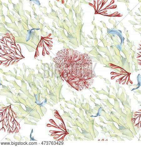 Seamless Pattern Of Laminaria And Coral Watercolor Isolated On White Background. Pink Agar Agar, Sea