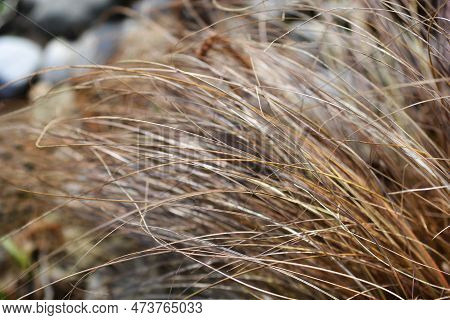 Bronze New Zealand Hair Sedge Leaves In The Spring