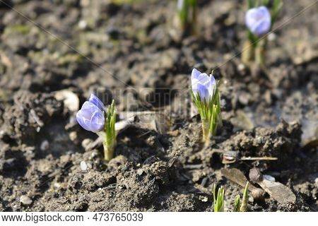 Siebers Crocus Tricolor Flowers In The Spring