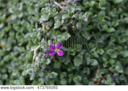 Aubrietia Audry Red Flowew In The Garden