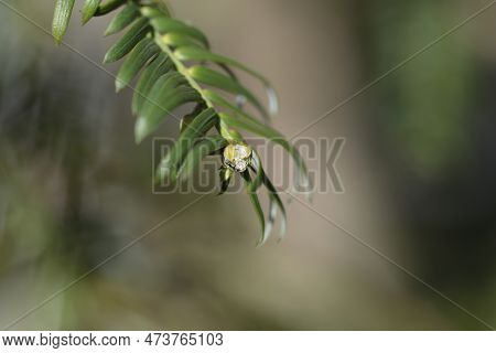 Dwarf Plum Yew Branch With Small Flower