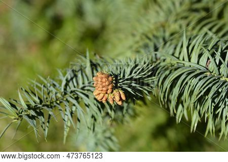 Taiwan Coffin Fir Branch With Flowers In The Spring