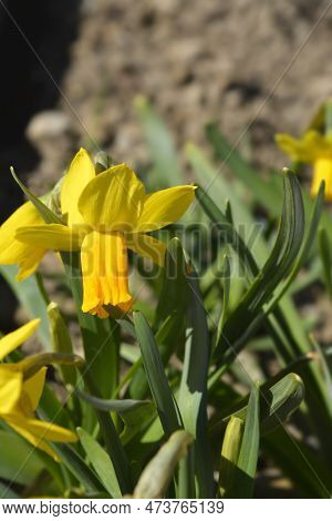 Daffodil Jetfire Flower In The Garden In Spring