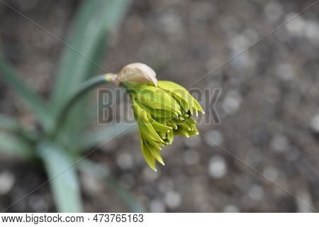 Double Daffodil Rip Van Winkle Flower Bud