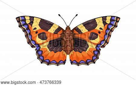 Aglais Urticae Butterfly, Moth Species In Vintage Style. Small Tortoiseshell Insect With Antenna, Co