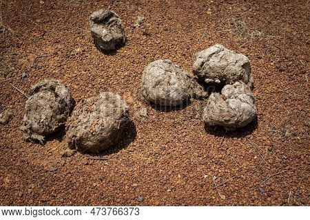 Elephant Dropping On Red Gravel Ground, Elephant Dropping Is Good For Fertilizer