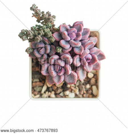 Bright Pink Echeveria Cupid Rosette Flowers And Sedum Dasyphyllum Minor Plant In Pot Isolated, Succu