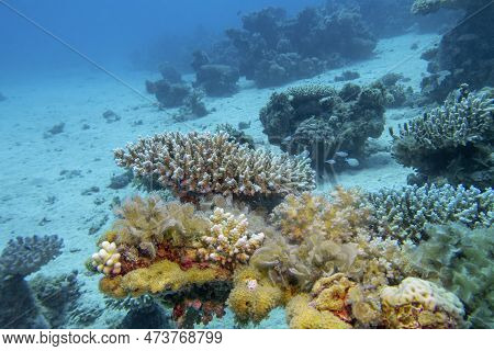 Colorful, Picturesque Coral Reef At Bottom Of Tropical Sea, Hard Corals, Underwater Landscape
