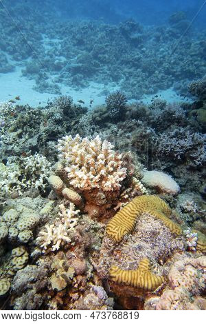 Colorful Coral Reef With Acropora Coral (scleractinia) At Sandy Bottom Of Tropical Sea, Underwater L