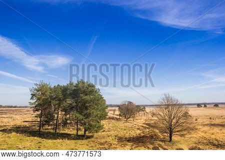 Trees On The Heather Fields Of The Drents-friese Wold, Netherlands