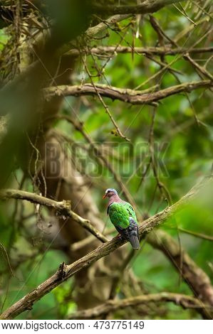 Common Emerald Or Asian Emerald Grey Capped Or Green Winged Dove Or Pigeon Bird In Natural Scenic Gr