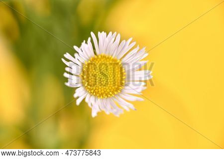 Beautiful Erigeron Annuus Flowers, Annual Fleabane With White Flower Heads And Yellow Center, Yellow