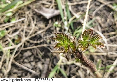 Young Raspberry Leaves. On The Raspberry Bush, Buds Bloom And The First Leaves Appear. Raspberries A