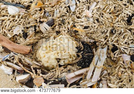 You Can Find The Yellow Spanballs Of The Whelks At The Beach Of Blavand