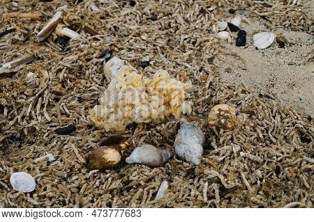 You Can Find The Yellow Spanballs Of The Whelks At The Beach Of Blavand