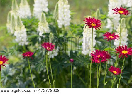 Beautiful Meadow Field With Wild Flowers. Spring Or Summer Wildflowers Closeup.