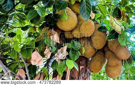The Bunch Of Jack Fruits In Tree. Green Tropical Fruits In The Tree.