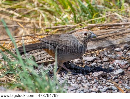 This Desert Seep Was A Popular Area For Songbirds, Including This Green-tailed Towhee To Come In For