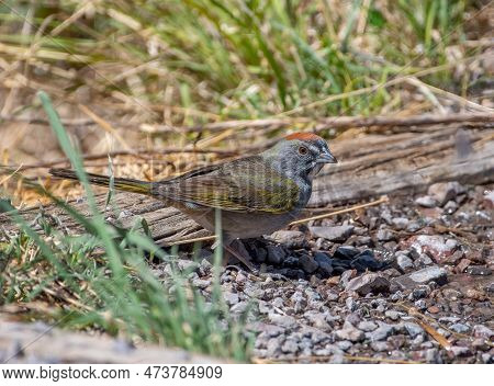 This Desert Seep Was A Popular Area For Songbirds, Including This Green-tailed Towhee To Come In For