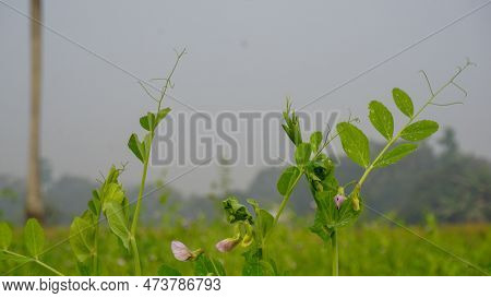 The Vast Pea Fields Of Bangladesh. Crop Field Close Up Photo Of Pea Flower. White Red Blue Pea Flowe