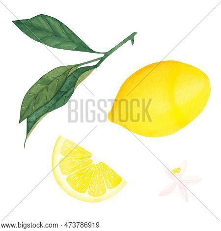 Watercolor Botanical Illlustration Of Lemon Tree Branch With Fruits And Flower On White Background.e