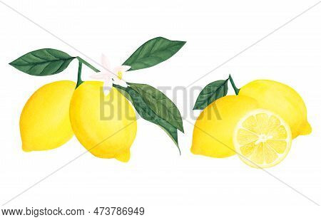 Watercolor Botanical Illlustration Of Lemon Tree Branch With Fruits And Flower On White Background.i