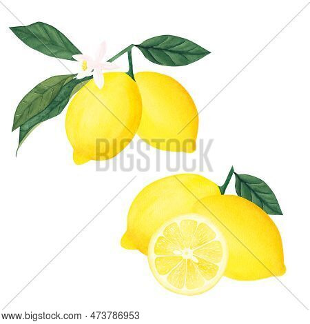 Watercolor Botanical Illlustration Of Lemon Tree Branch With Fruits And Flower On White Background.i