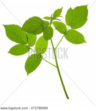 Raspberry Leaves. Young Green Branch Of Raspberry Bush In Spring. Raspberry Branch. Gardening, Horti