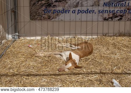 Santanyi, Spain; March 26 2023: Hunting And Hunters Fair In The Majorcan Town Of Santanyi. Exhibitio
