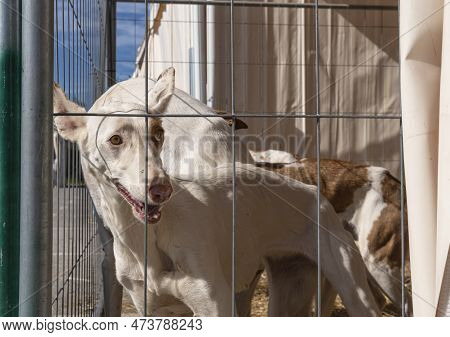 Hunting And Hunters Fair In The Majorcan Town Of Santanyi. Exhibition Of Hunting Dogs Of The Ibizan 