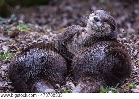 Two Asian Small Clawed Otters, Aonyx Cinereus