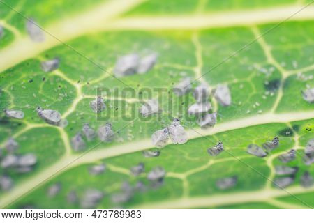 Whitefly Aleyrodes Proletella Agricultural Pest On Cabbage Leaf.