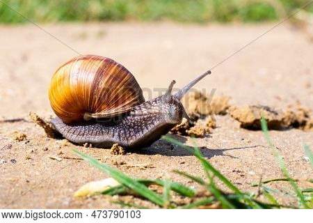 Brown Garden Snail (helix Aspersa) сreeps On The Sand