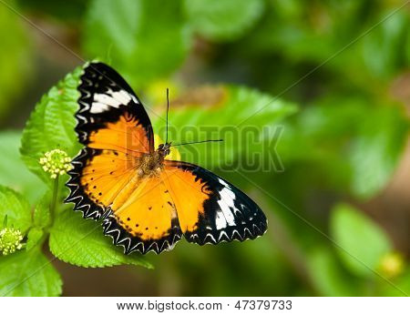 borboleta