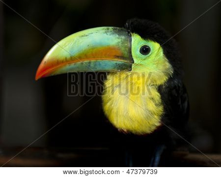 Tucano