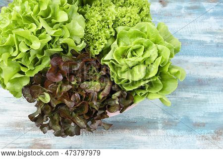 Group Of Hydroponic Vegetables On Blue Wooden Background. Green Butter Head, Red Oak, Green Oak, Gre