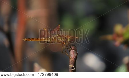 Rajkot, Gujarat, India. March-27-2023. Dragonfly (ditch Jewel) (brachythemis Contaminata) From Libel
