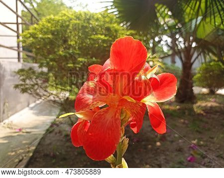 Indian Shot Beautiful Flower With Blurred Background