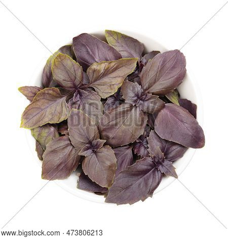 Red Basil, Fresh Leaves In A White Bowl. Ocimum Basilicum Purpurascens, A Variation Of Sweet Basil, 