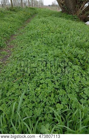 Natural Green Wide Angle View On The Rare Spotted Medick Clover Or Burclover Medicago Arabica