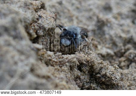 Natural Frontal Closeup On A Male Grey Backed Mining Bee, Andrena Vaga, Sitting On Sand Underground
