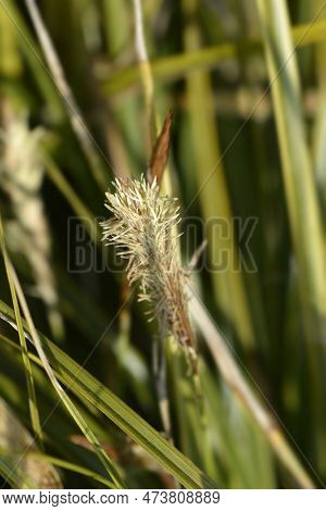 Japanese Sedge Everlime Flower And Leaves In The Garden