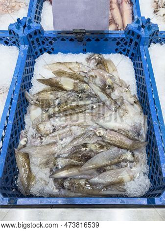 Squids On Ice. Fresh Patagonian Squid In The Store Laid Out On Ice, With Space For Text.