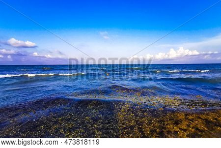 Tropical Caribbean Beach Water Seaweed Sargazo Playa Del Carmen Mexico.