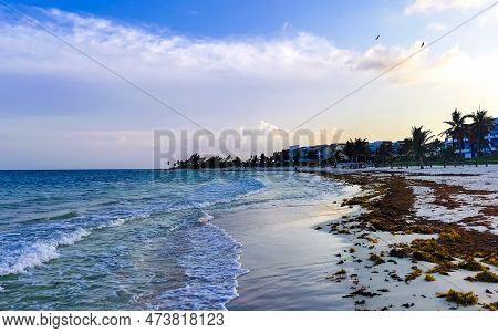 Tropical Caribbean Beach Water Seaweed Sargazo Playa Del Carmen Mexico.