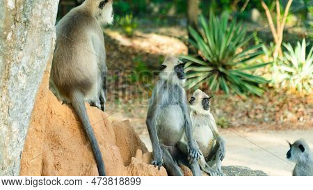 Grey Langur Monkeys In Sri Lanka. Specie Semnopithecus Priam In Arugam Bay.